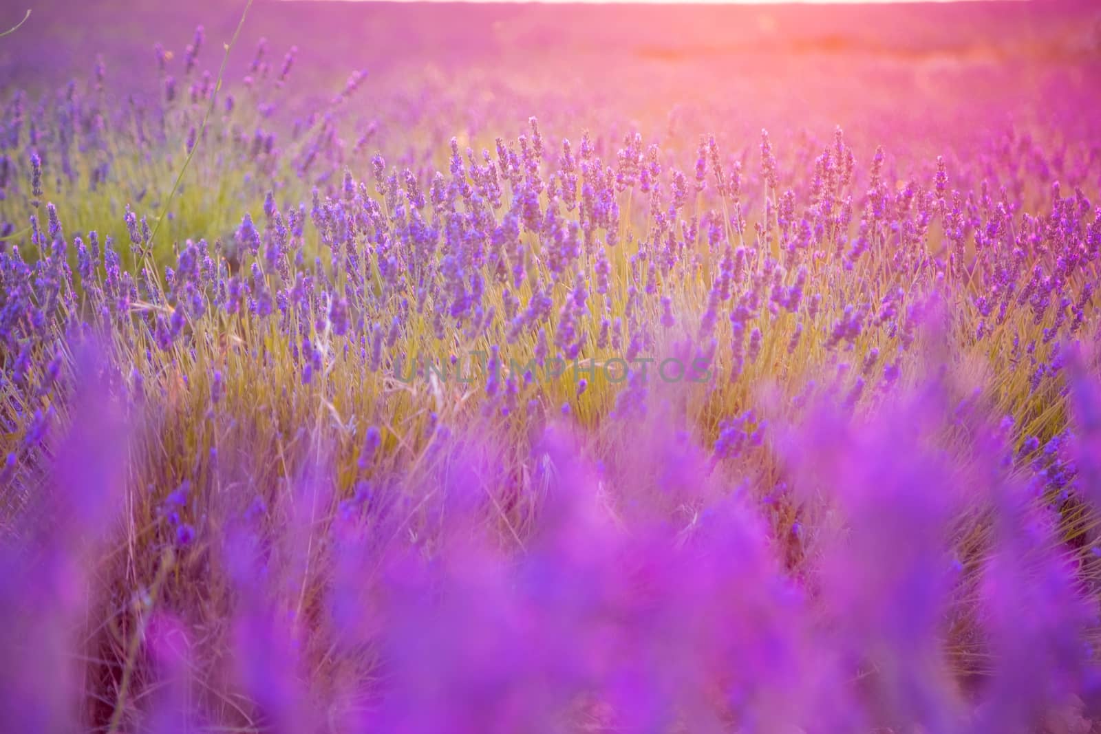 Lavender field in a beautiful sunset