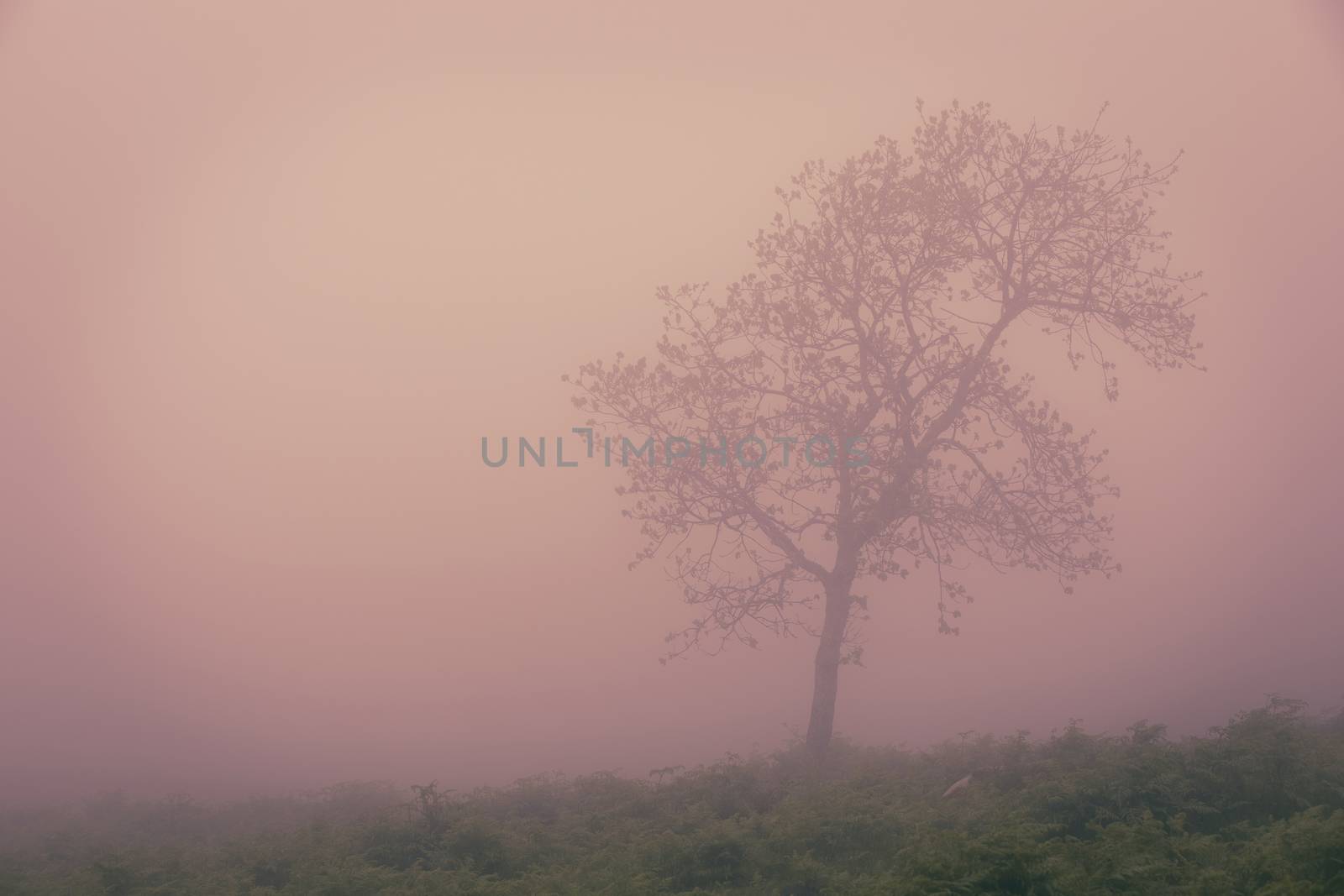 Tree in the fog by Nemida