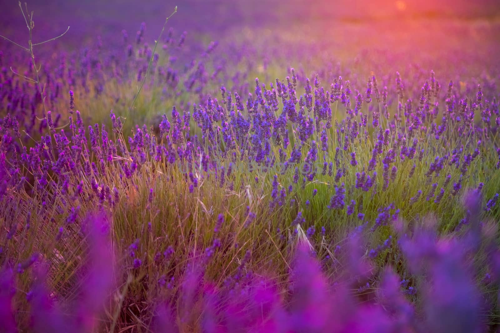 Beautiful lavender field pink colored in sunset by Nemida