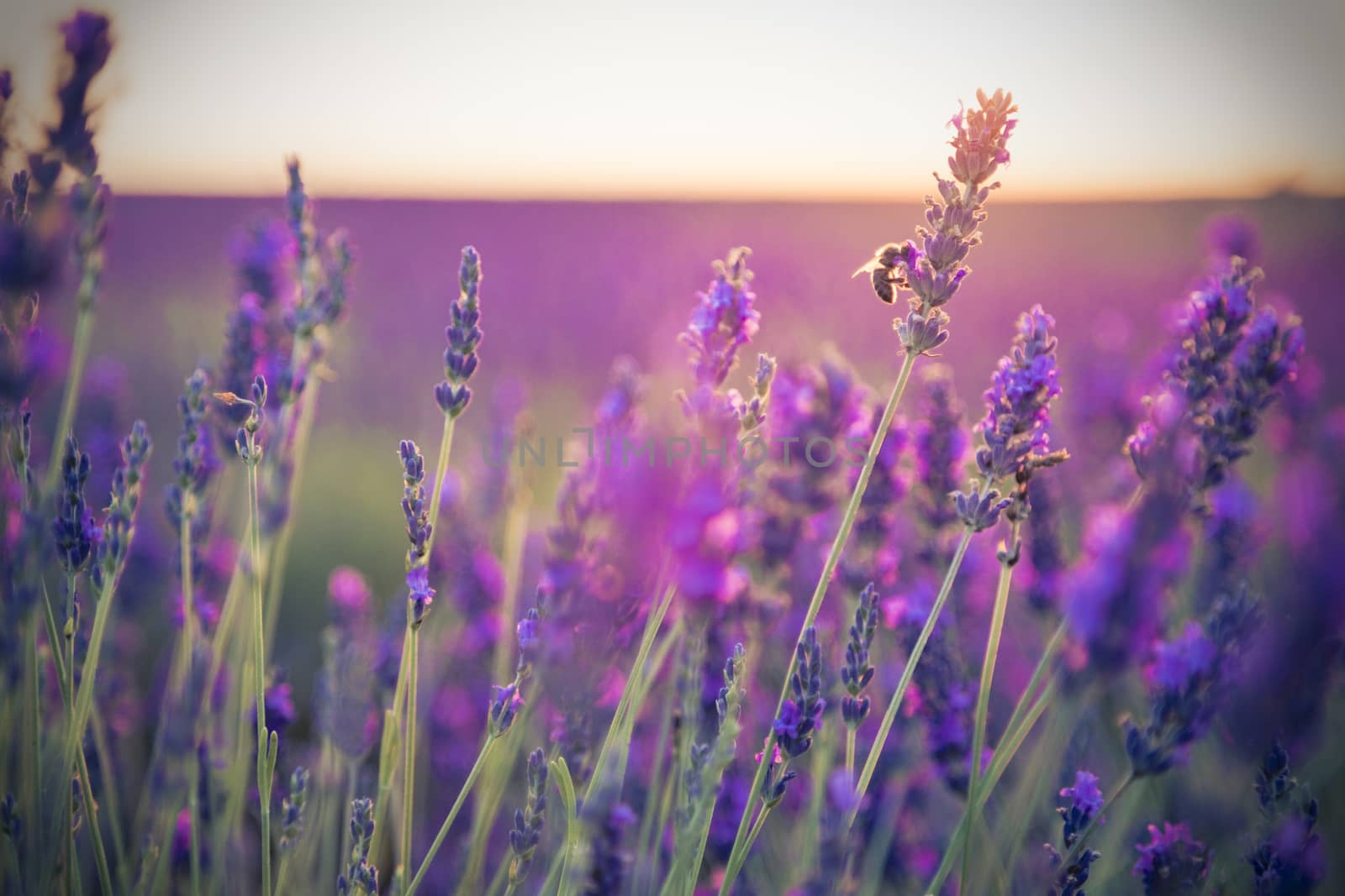 Bee flying in a lavender field in a beautiful sunset.