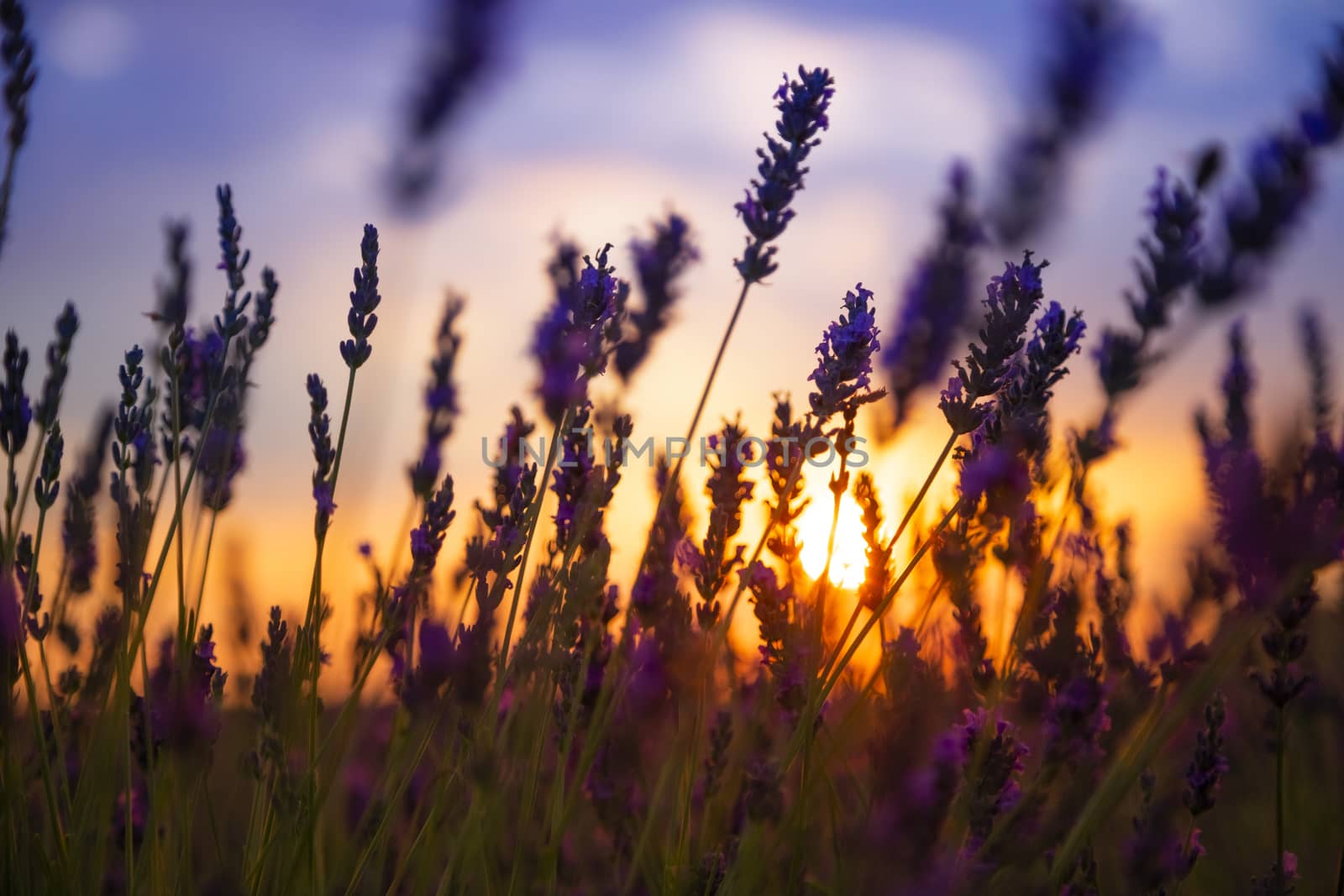 Silhouette in a lavender field in sunset by Nemida