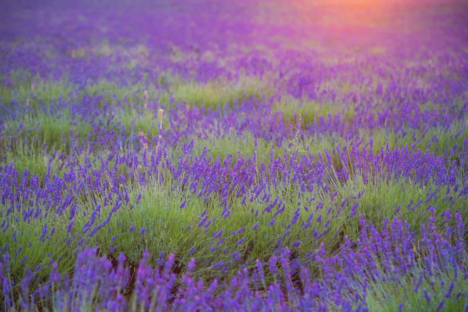 Beautiful lavender field pink colored in sunset by Nemida