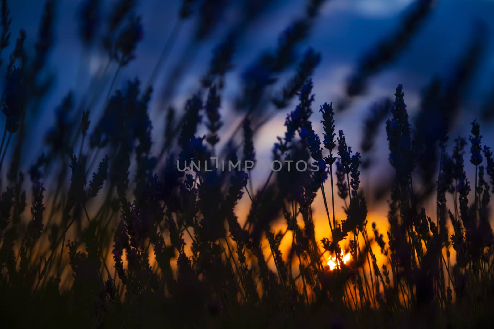 Silhouette in a lavender field in sunset by Nemida