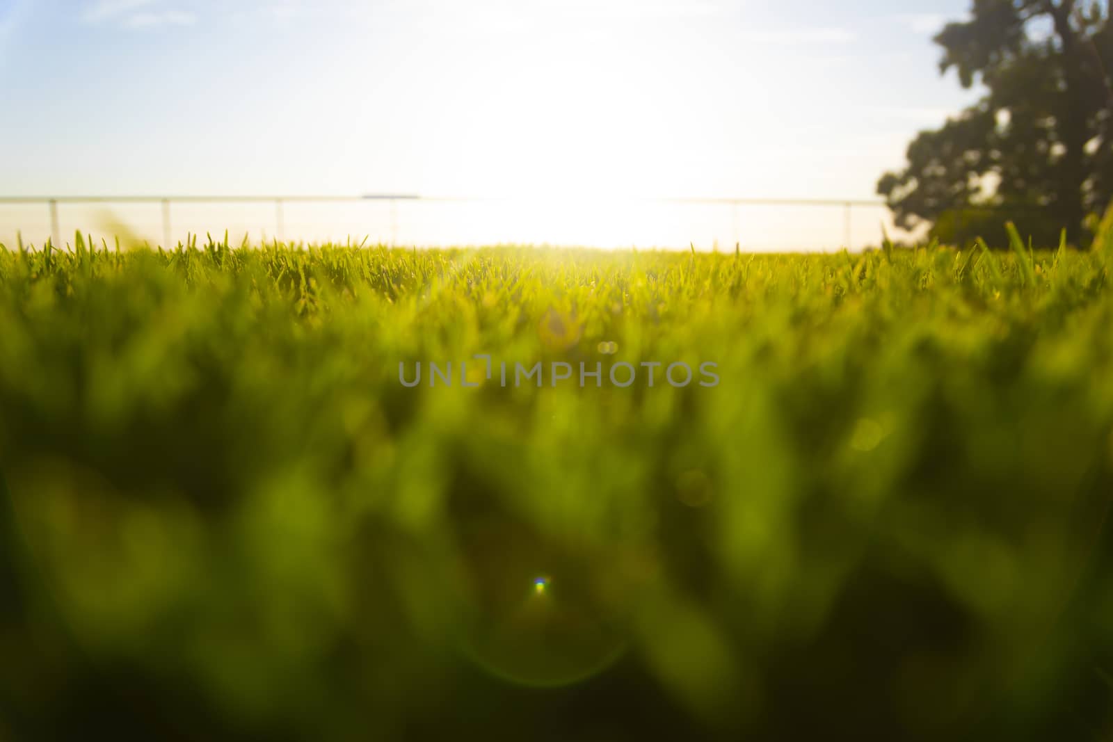 Golden hour, bottom view of a park with the sun in the front.