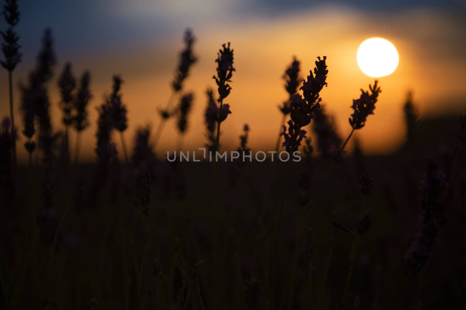 Beautiful lavender filed against the sun letting the sun come through the plants.