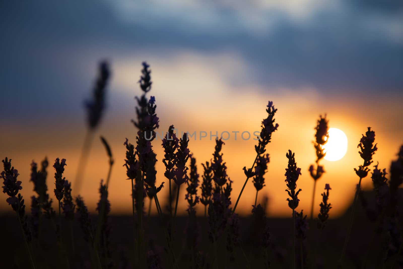 Beautiful lavender filed against the sun letting the sun come through the plants.