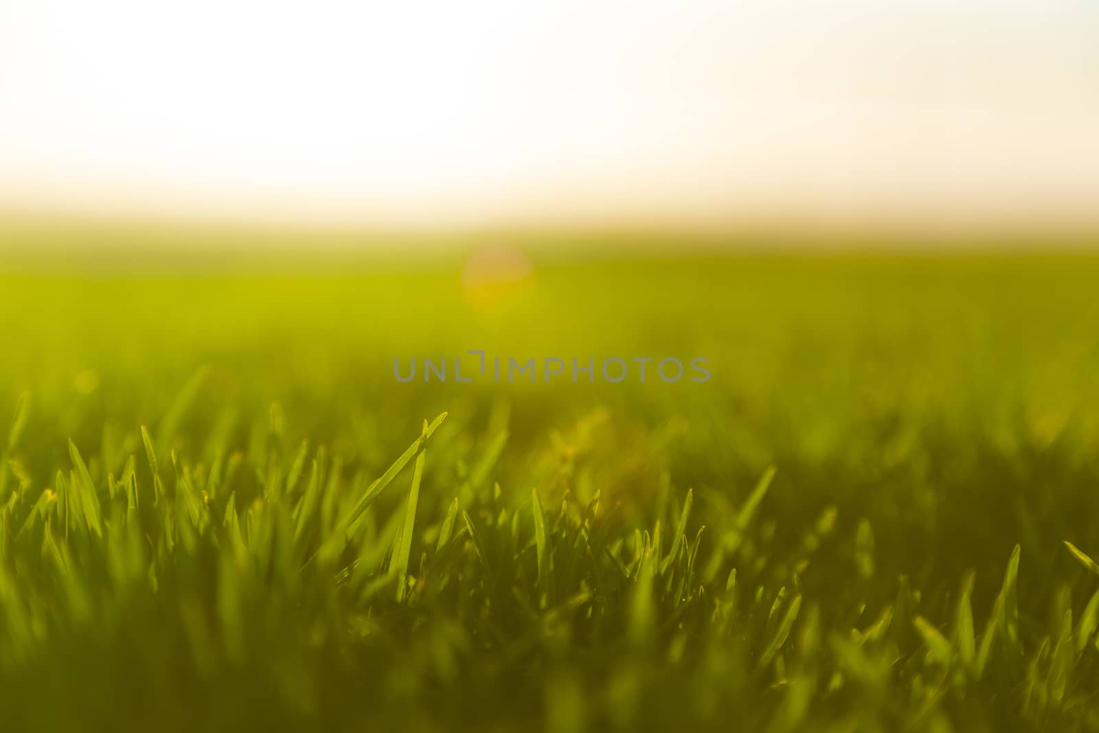 Bottom view of golden landscape at sunset by Nemida