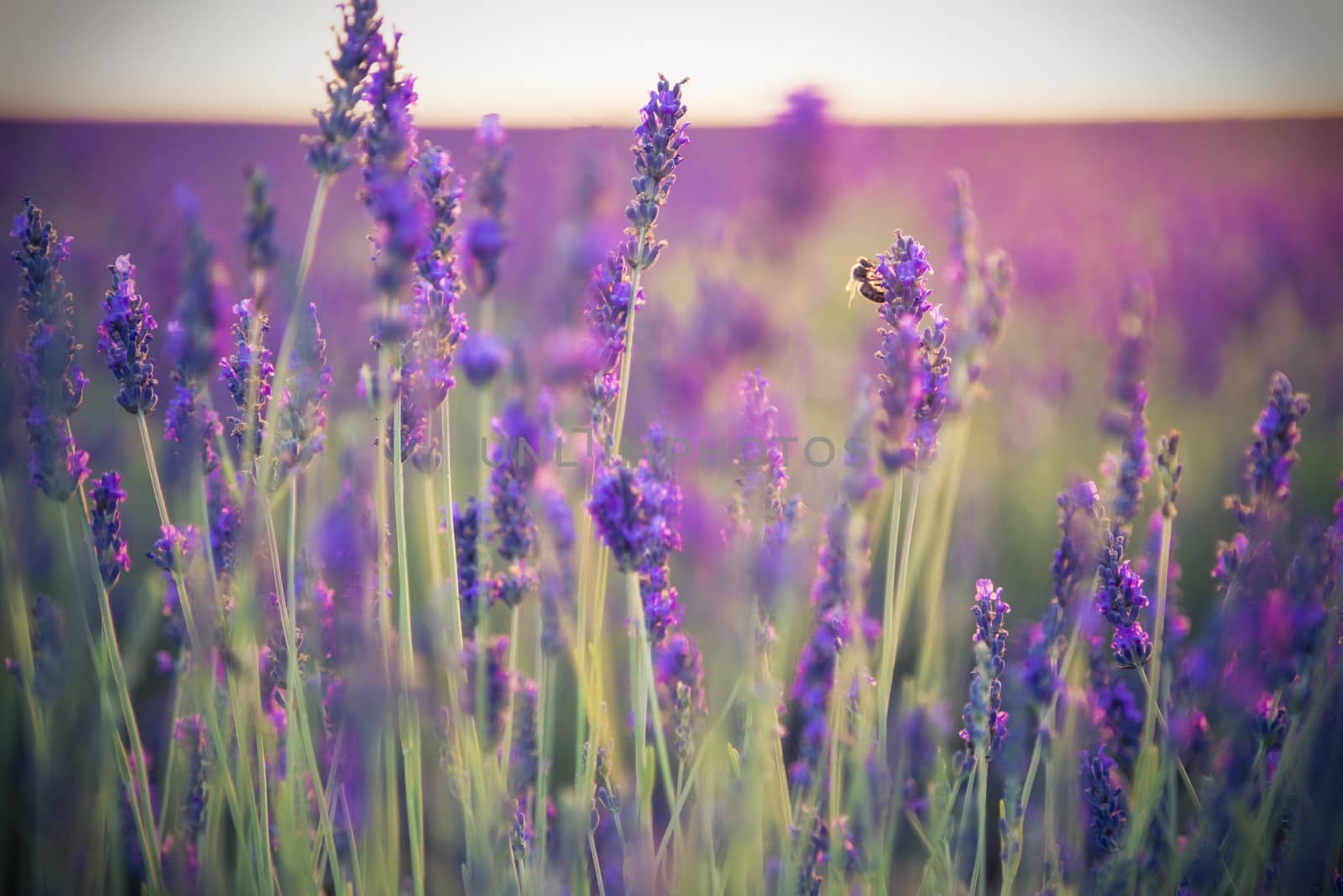 Beautiful lavender field pink colored in sunset by Nemida