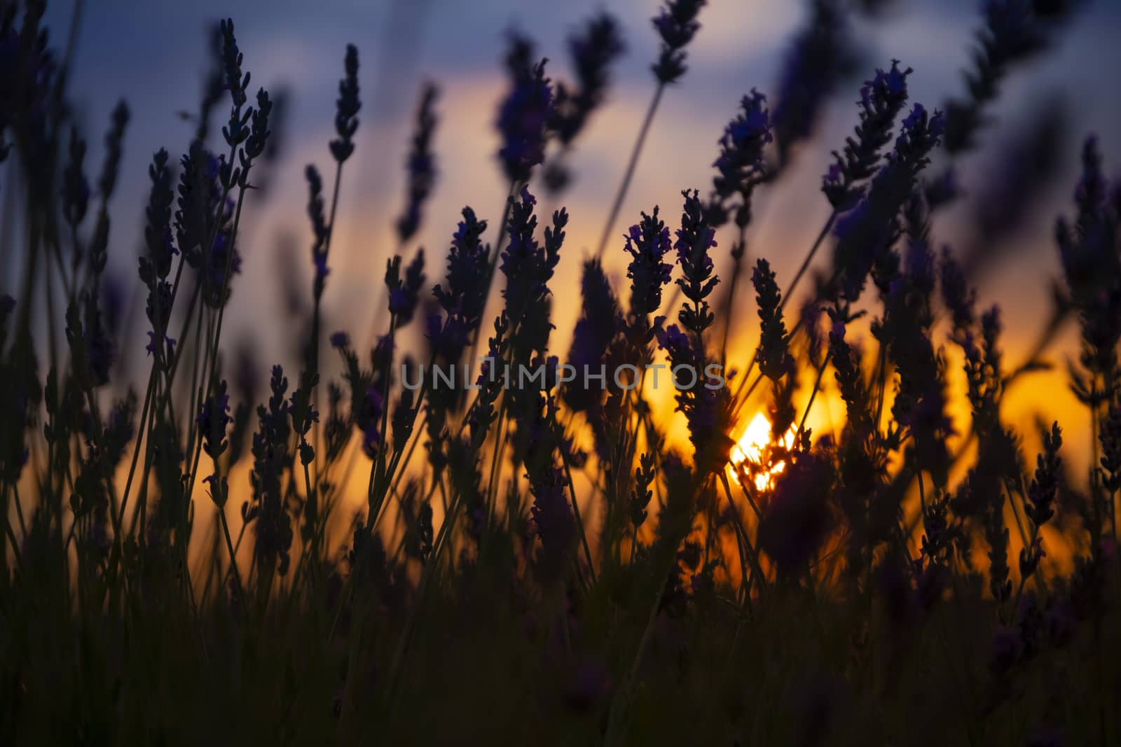 Beautiful lavender filed against the sun letting the sun come through the plants.