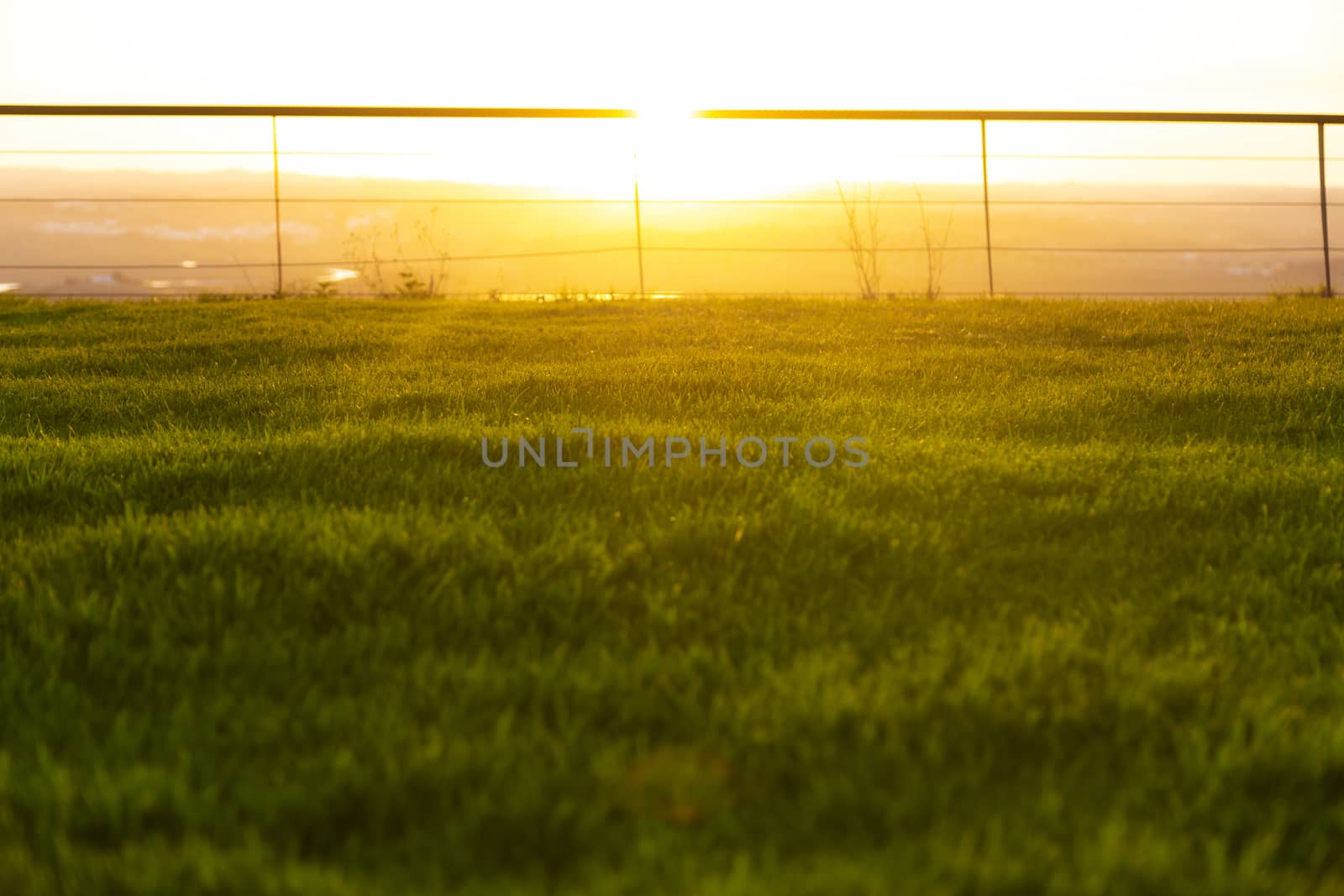 Golden hour, bottom view of a park with the sun in the front.