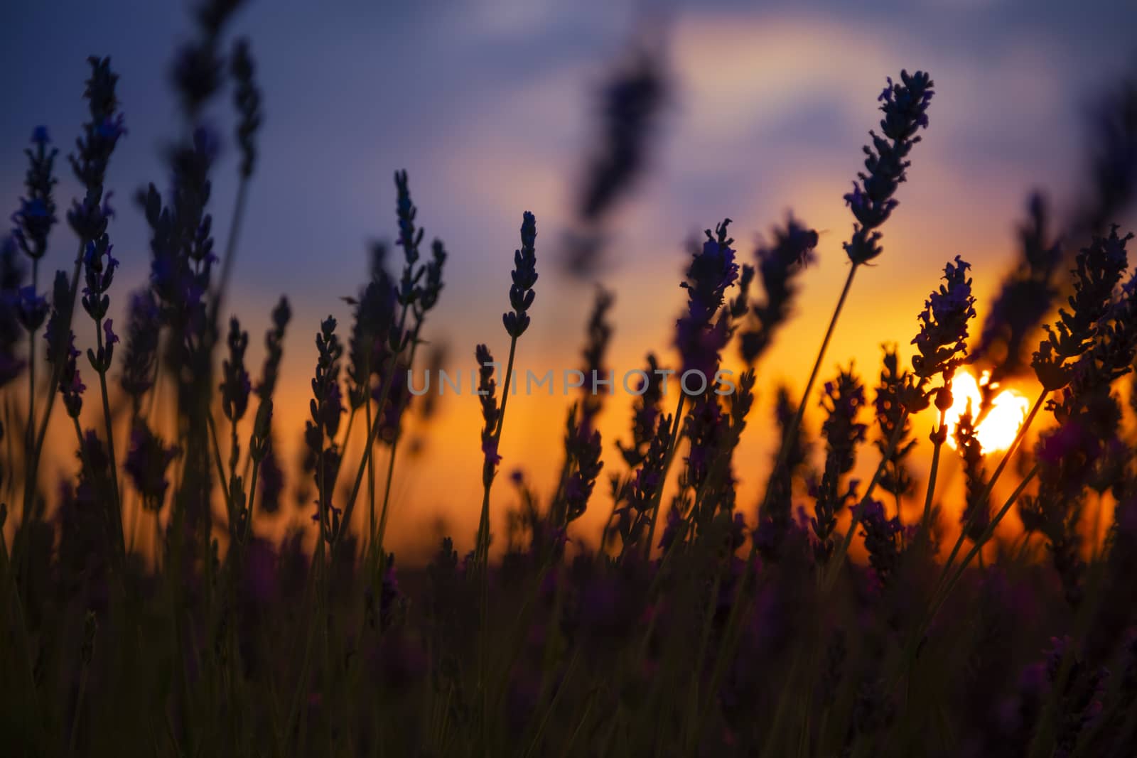 Beautiful lavender filed against the sun letting the sun come through the plants.