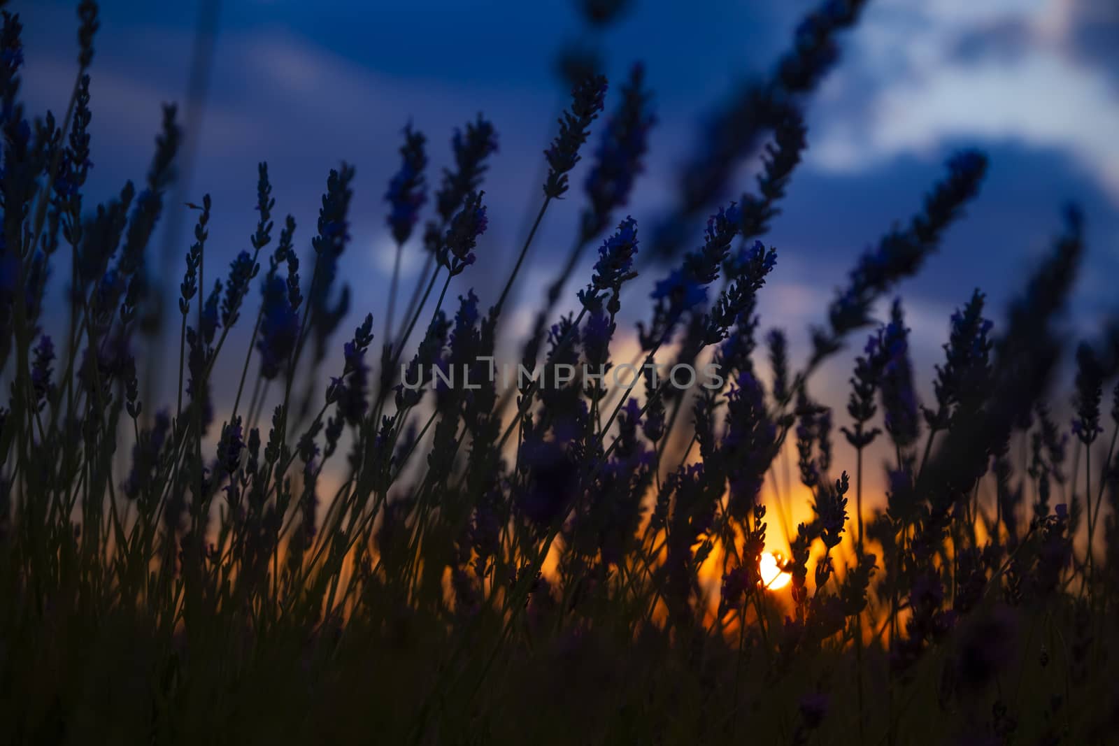 Silhouette in a lavender field in sunset by Nemida