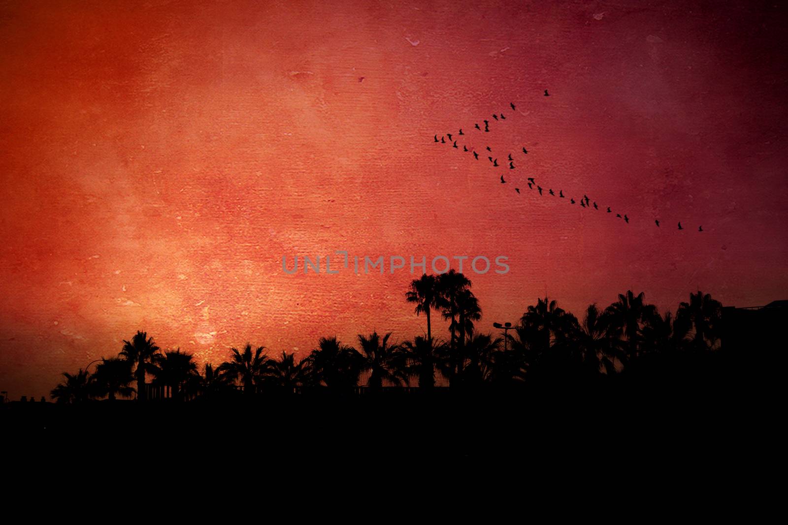 Beautiful sunset in the beach with palms and flock of birds formation.