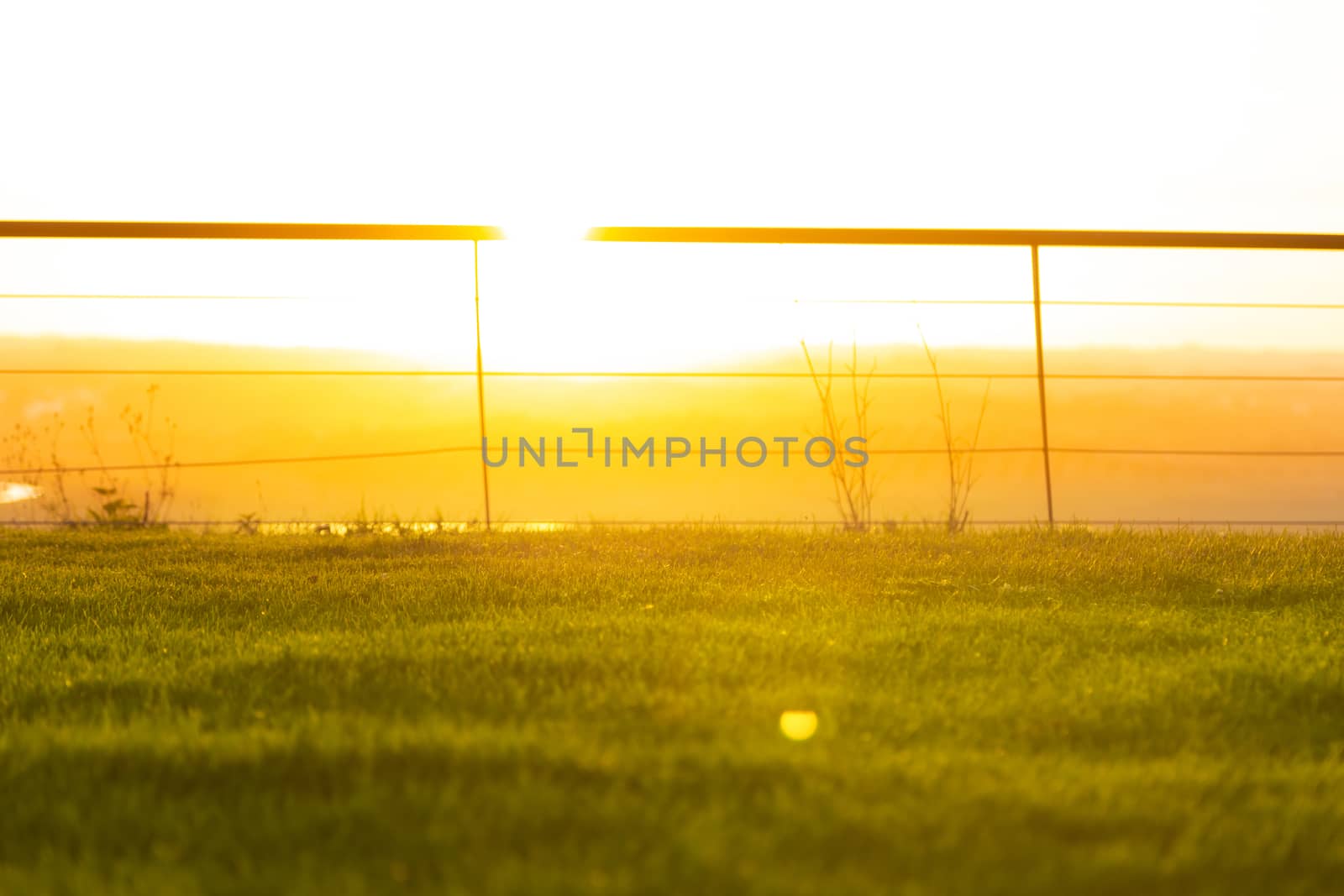 Golden hour, bottom view of a park with the sun in the front.