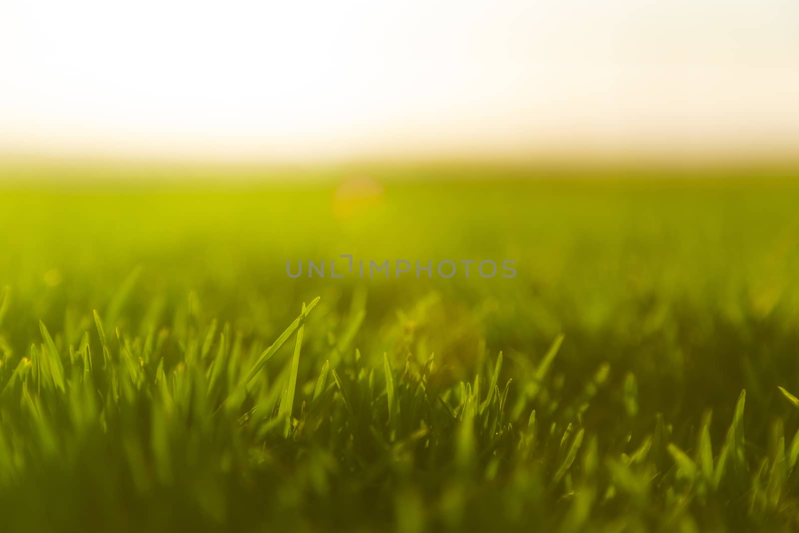 Golden hour, bottom view of a park with the sun in the front.