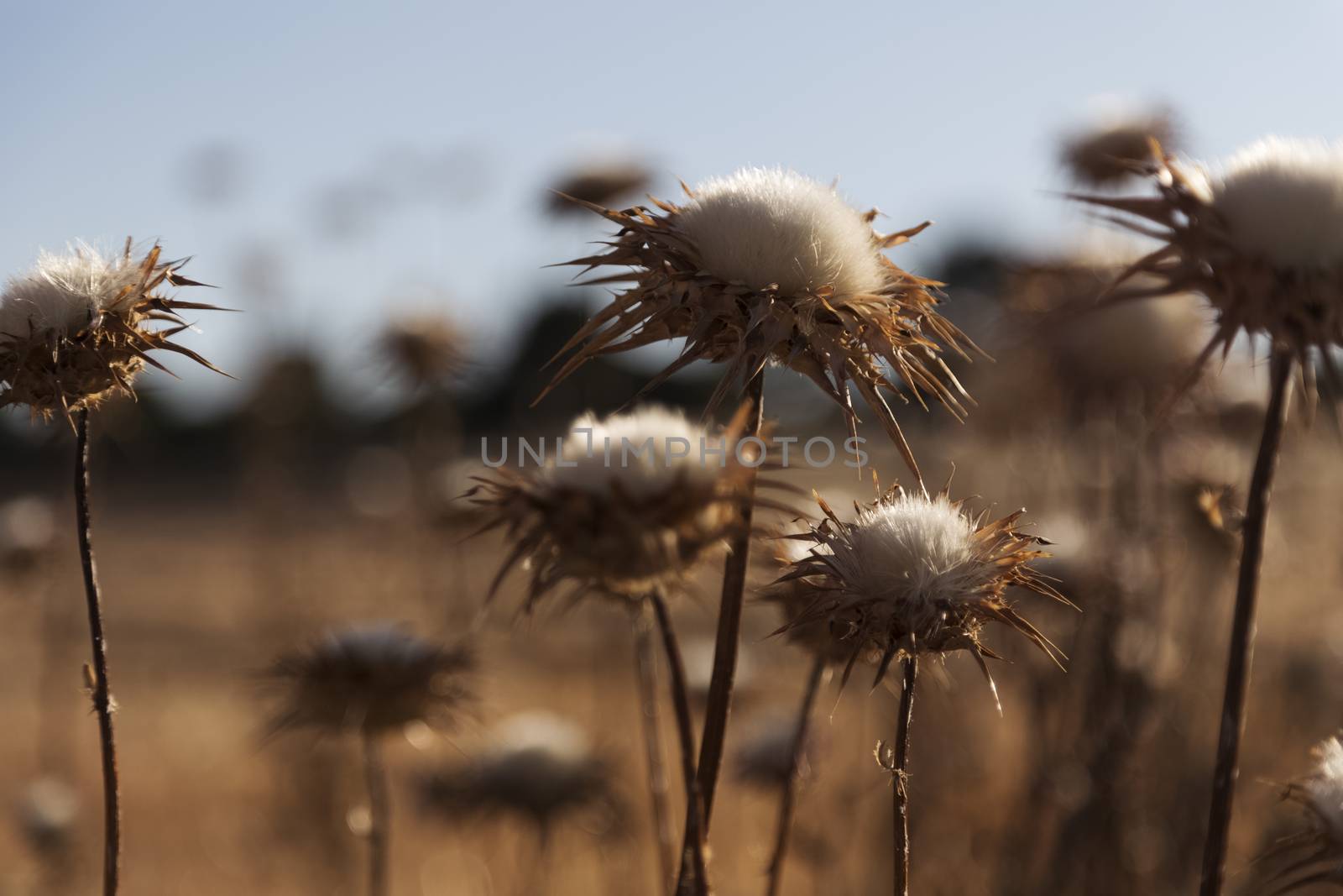 Small cardoon in the middle of nowhere by Nemida