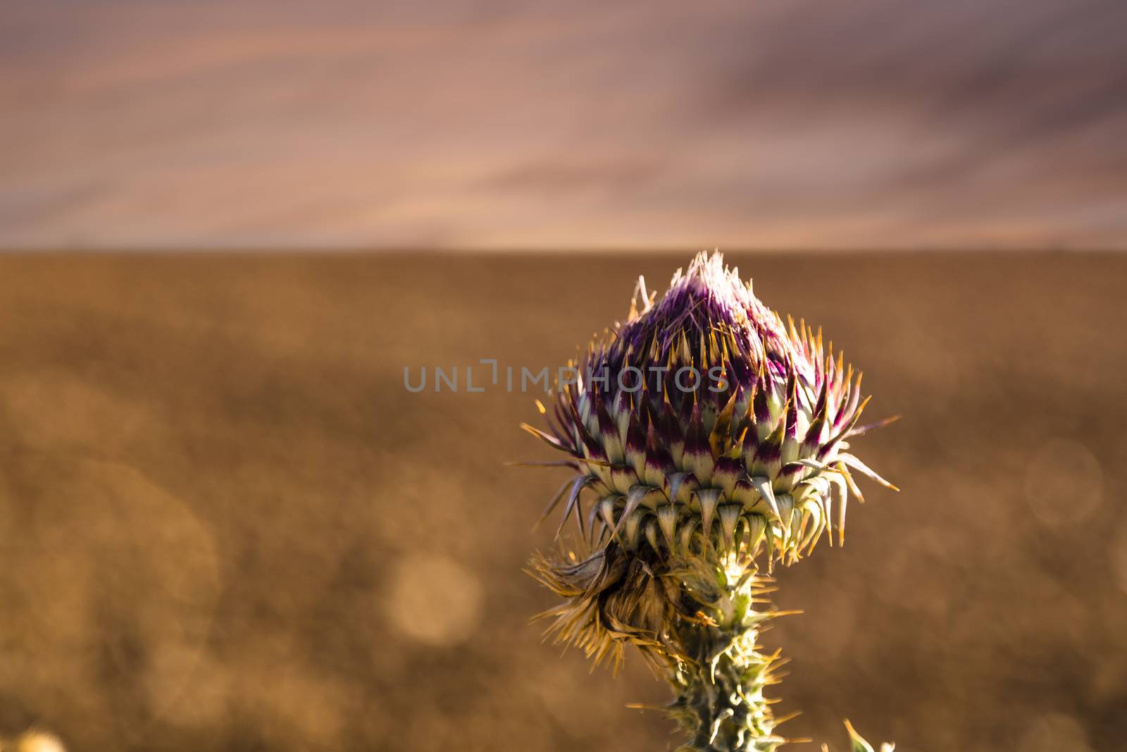 Small cardoon in the middle of nowhere by Nemida