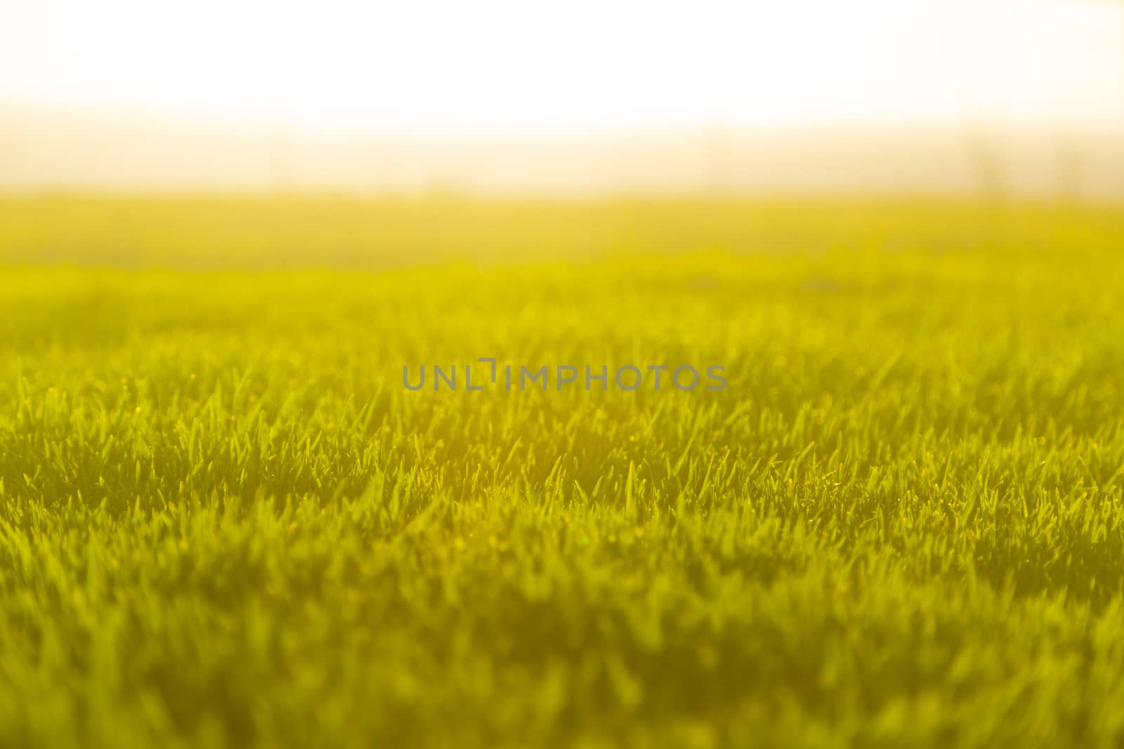 Golden hour, bottom view of a park with the sun in the front.