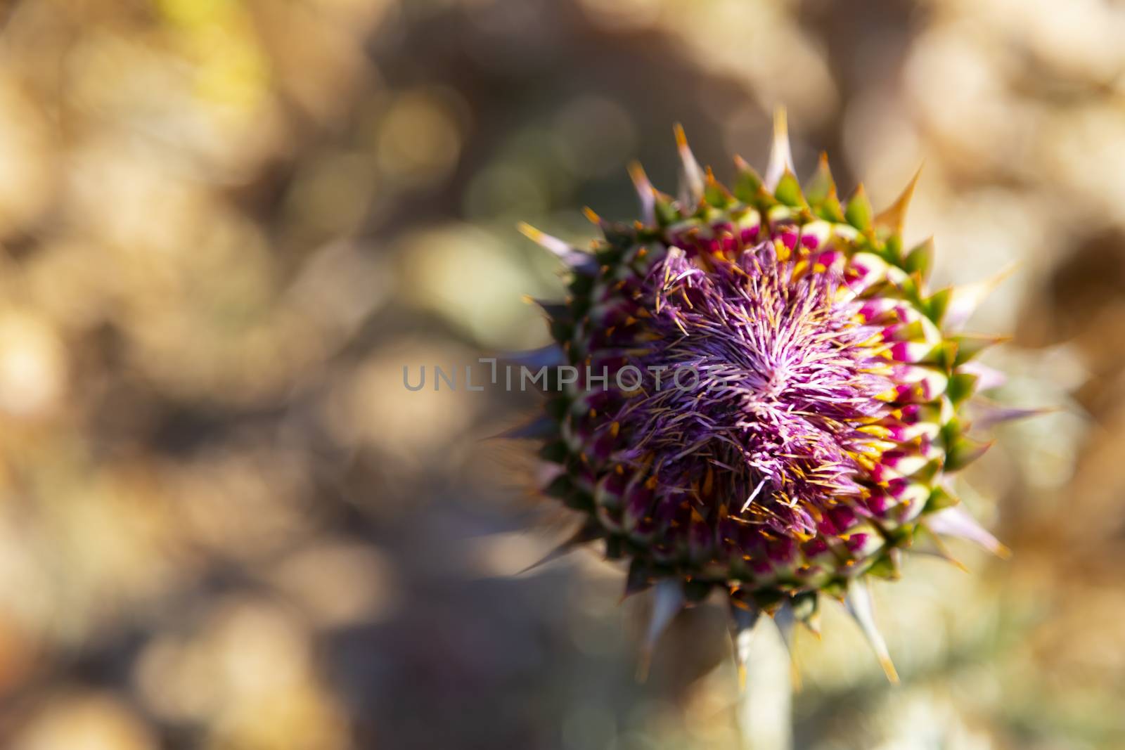Detail of dried cardoon at front and meadow at background. 