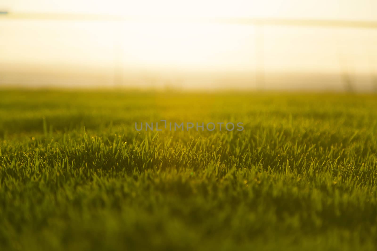 Golden hour, bottom view of a park with the sun in the front.