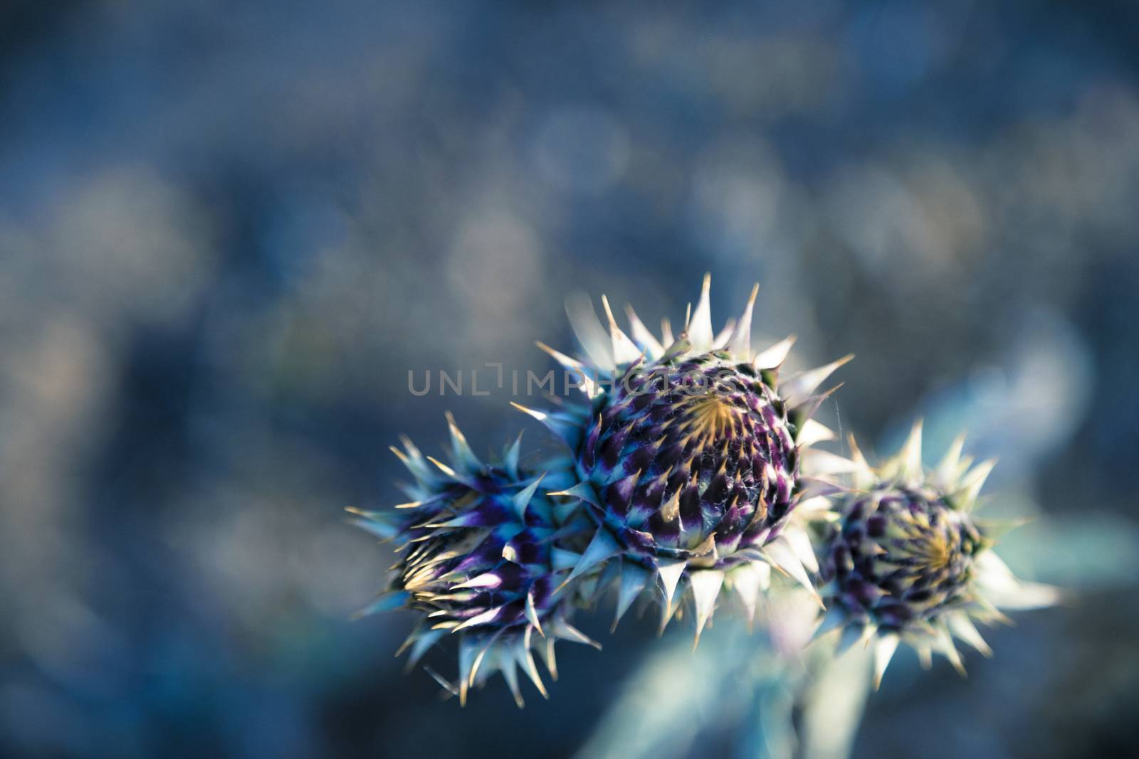 Detail of dried cardoon at front and meadow at background. Beautiful blue color added.