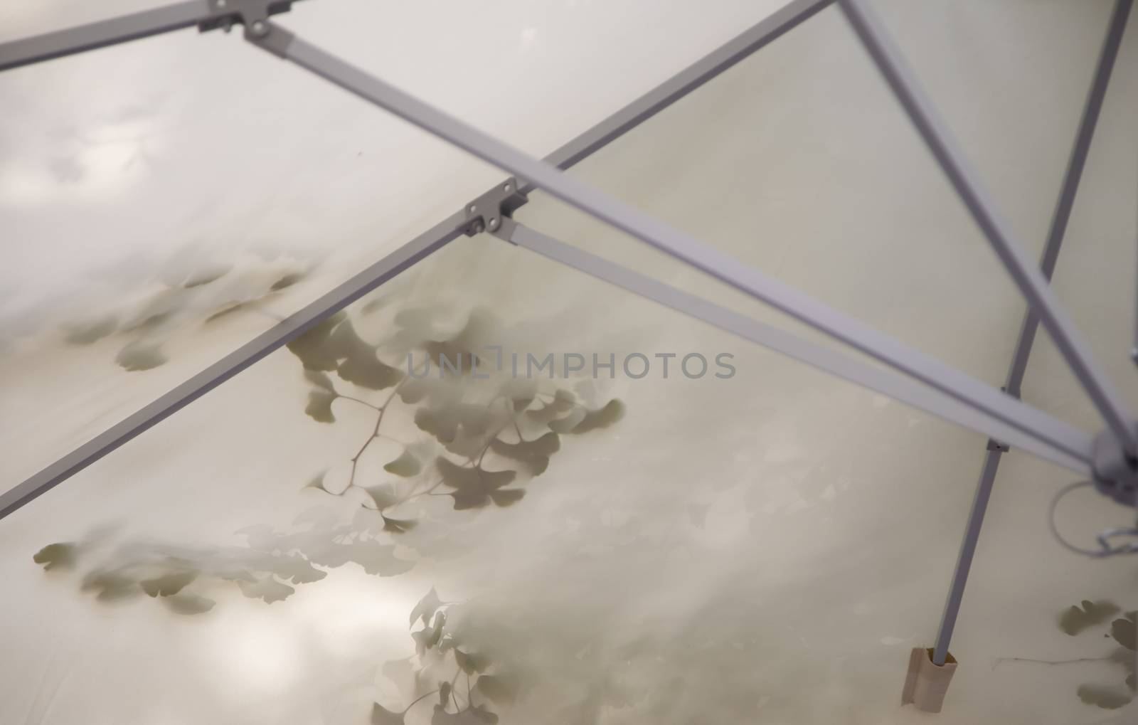 Shades of ginko biloba leaf above a parasol in the streets.