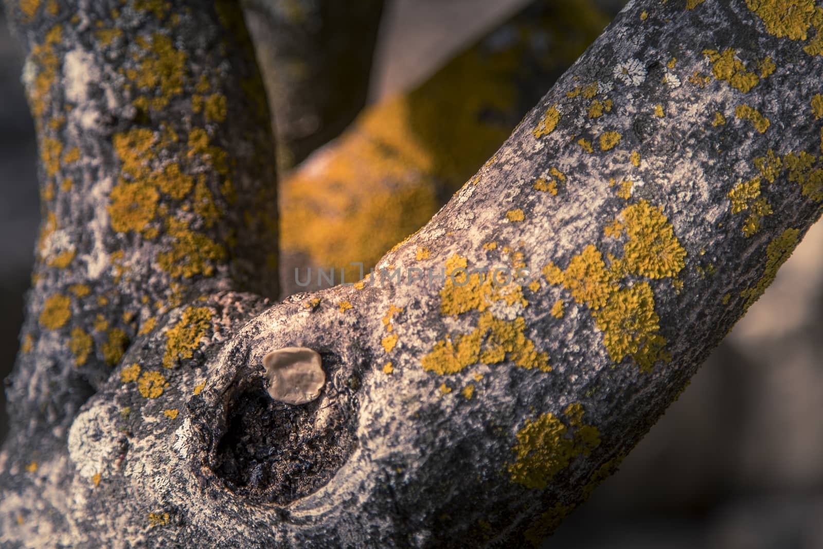 yellow foliose lichens growing on a tree bark by Nemida