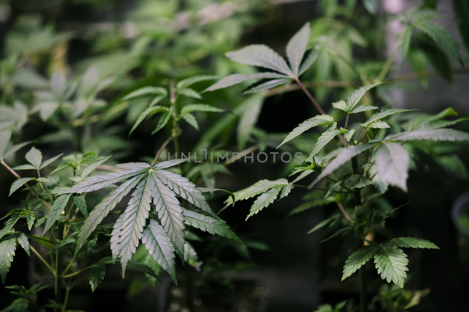 High angle view of cannabis marijuana leafs by Nemida