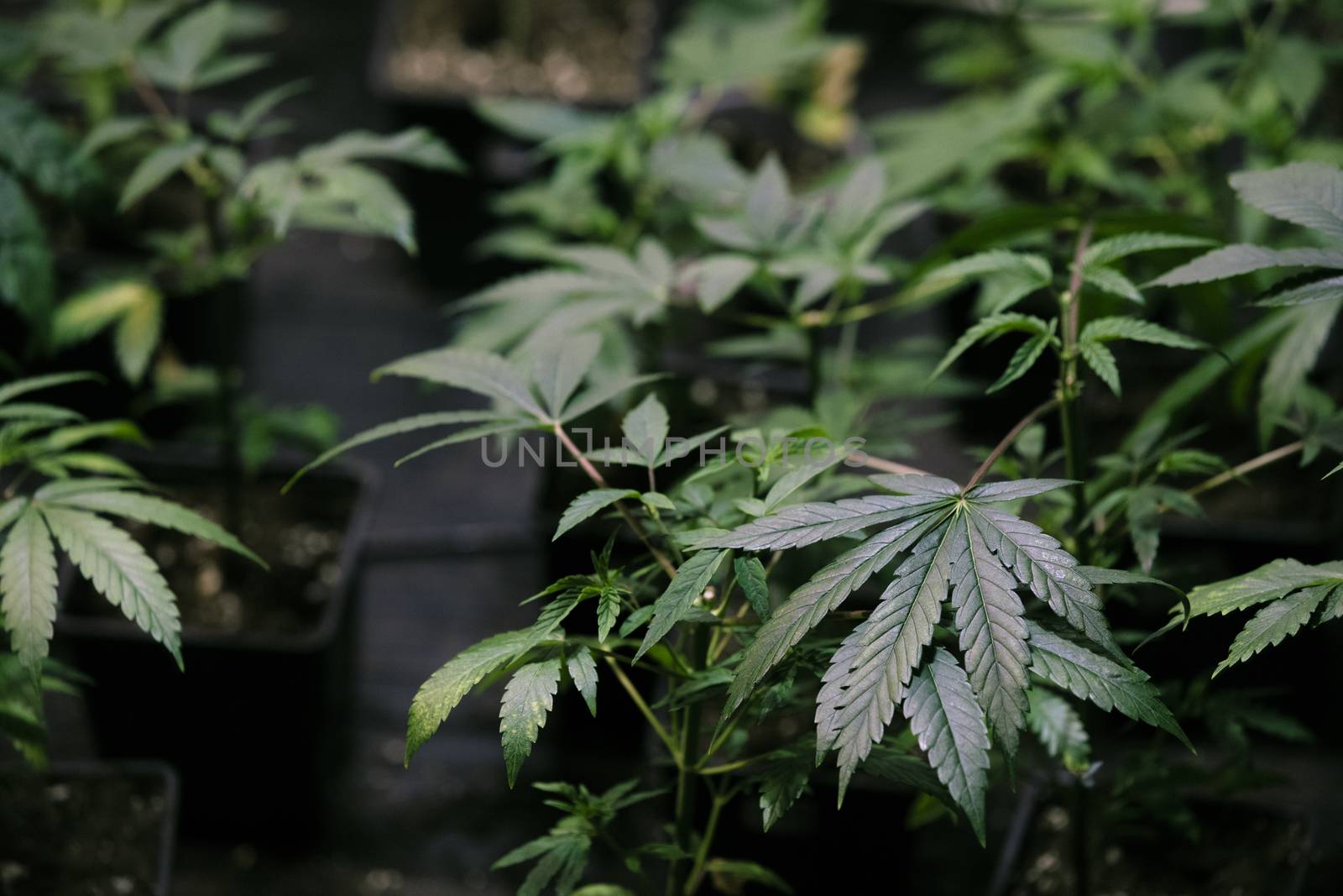 Several cannabis variety cut taken from a mother and rooted in a clear plastic cup.