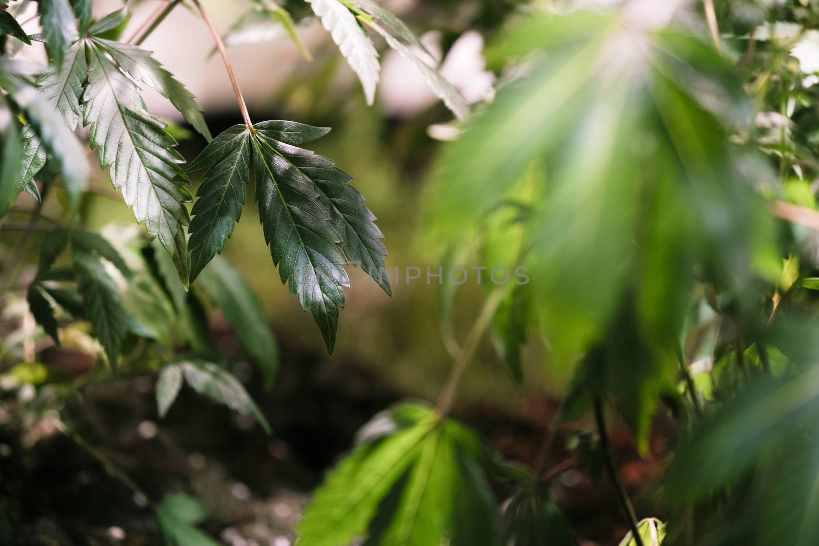 High angle view of cannabis marijuana leafs by Nemida