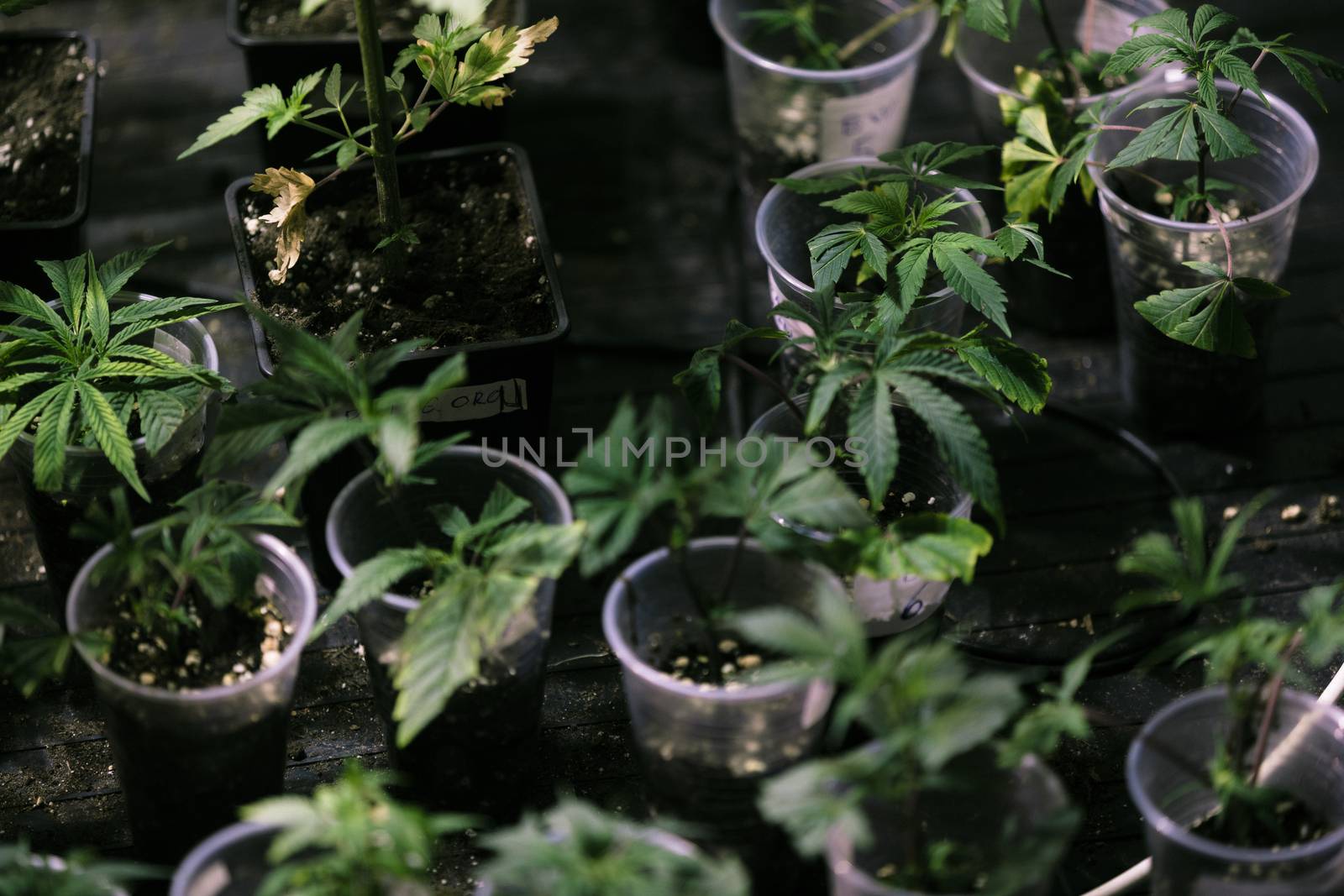 Several cannabis variety cut taken from a mother and rooted in a clear plastic cup.