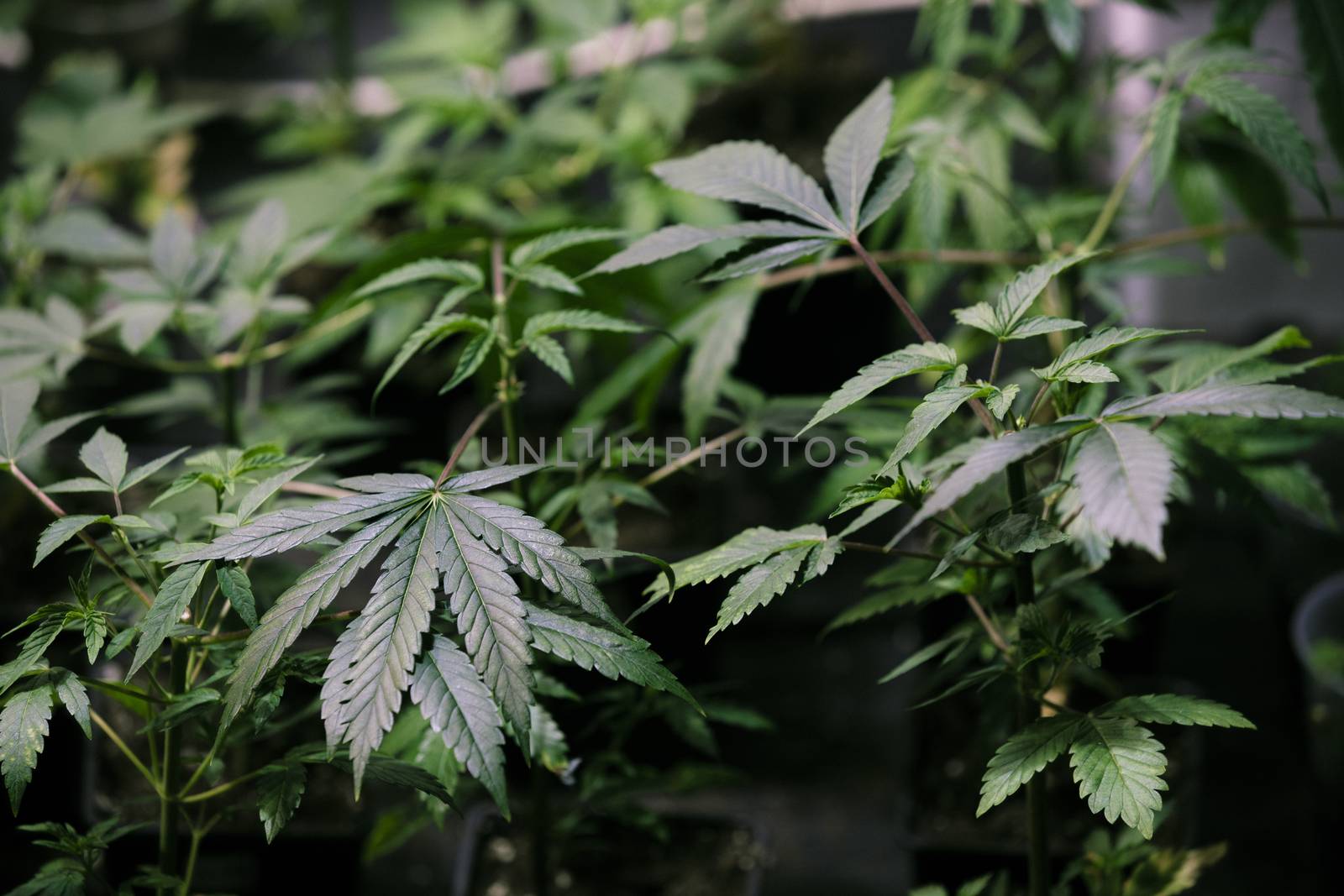 High angle view of cannabis marijuana leafs by Nemida