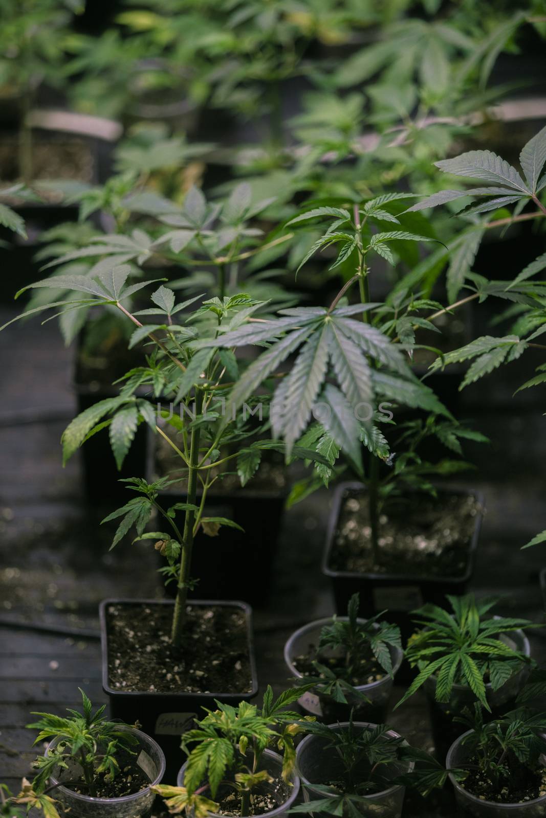 Several cannabis variety cut taken from a mother and rooted in a clear plastic cup.