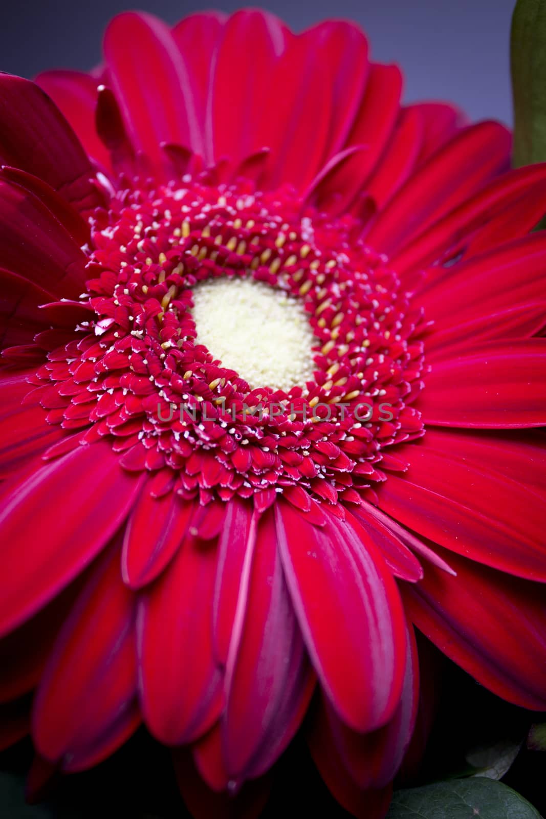 Bouquet of flowers with highlighted red daisy