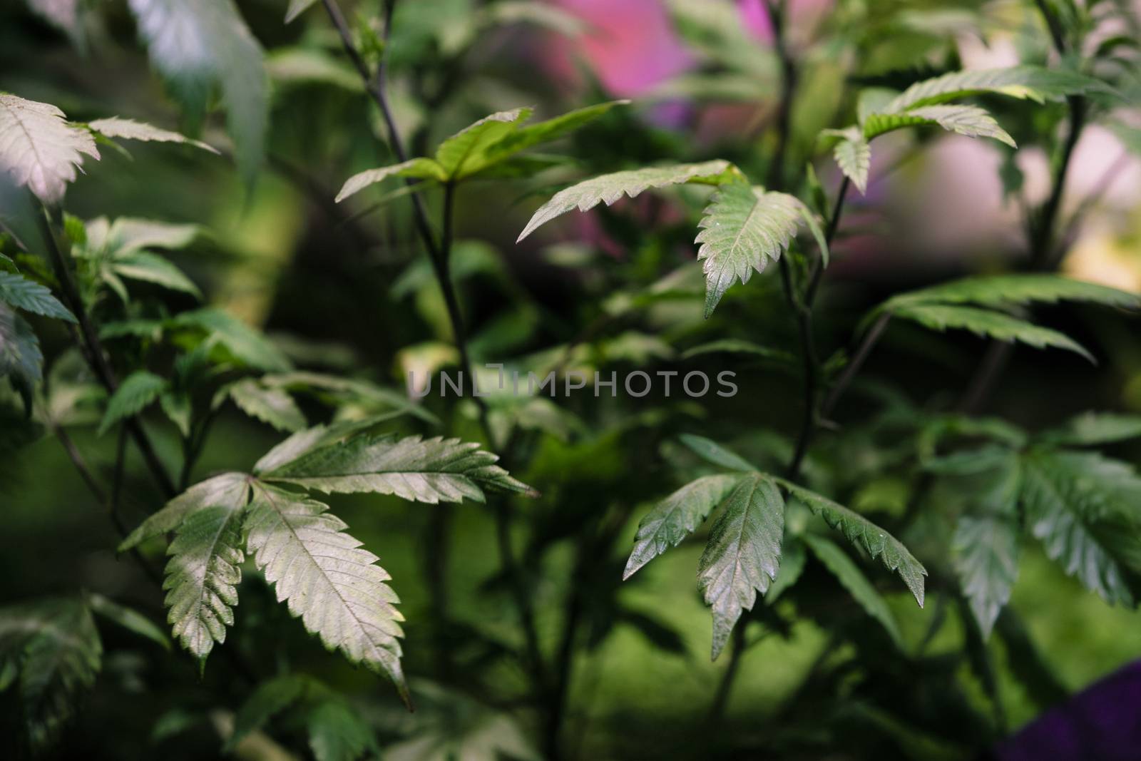 High angle view of cannabis marijuana leafs by Nemida