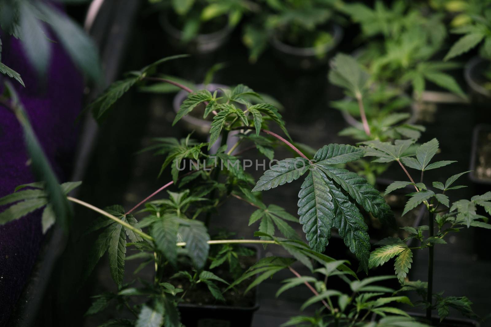 Marijuana plants with copy space.