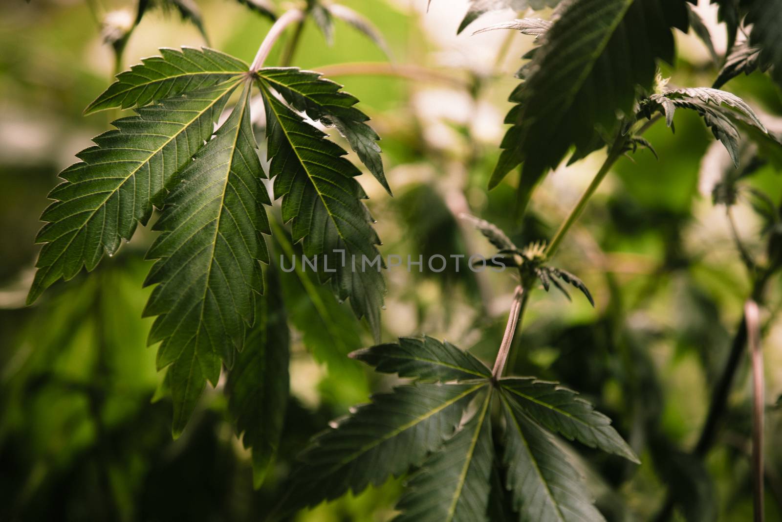 High angle view of cannabis marijuana leafs by Nemida