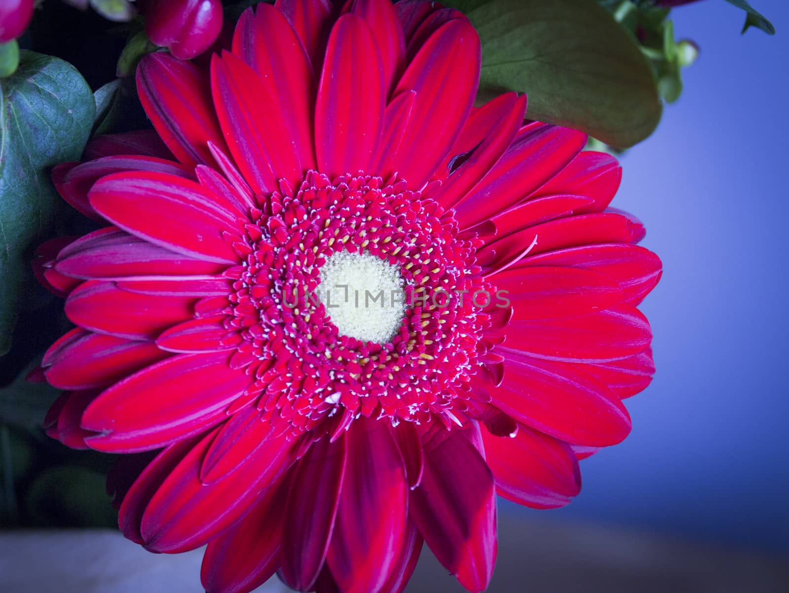 Bouquet of flowers with highlighted red daisy