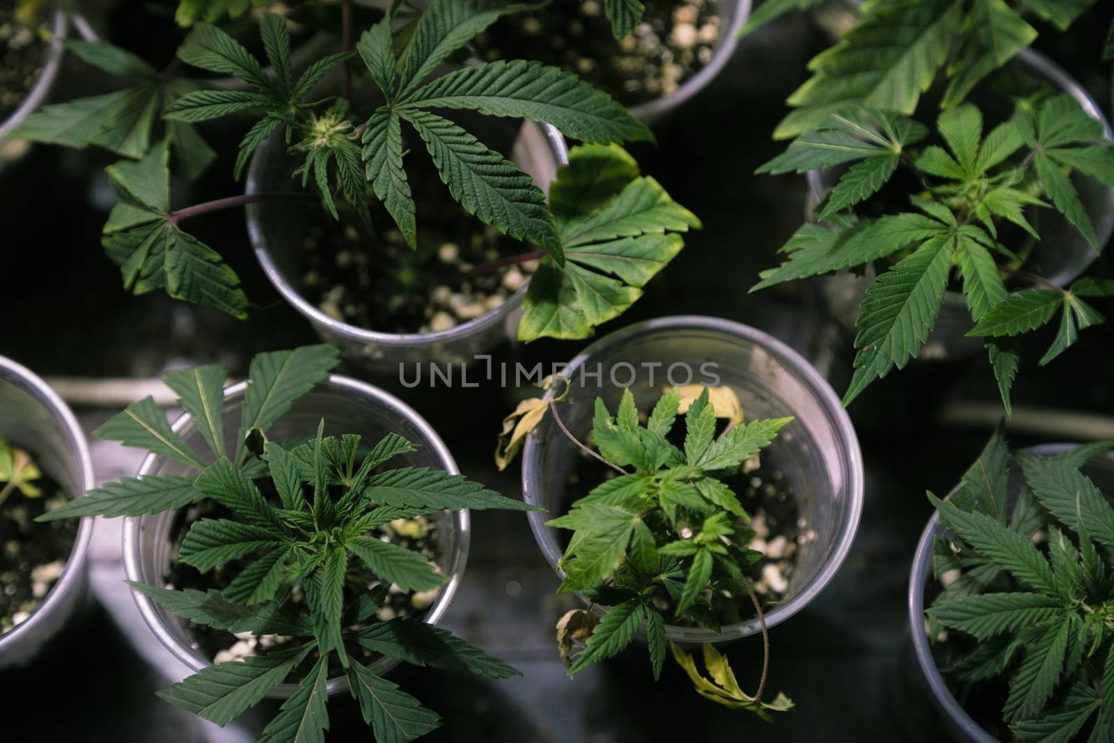 Several cannabis variety cut taken from a mother and rooted in a clear plastic cup.