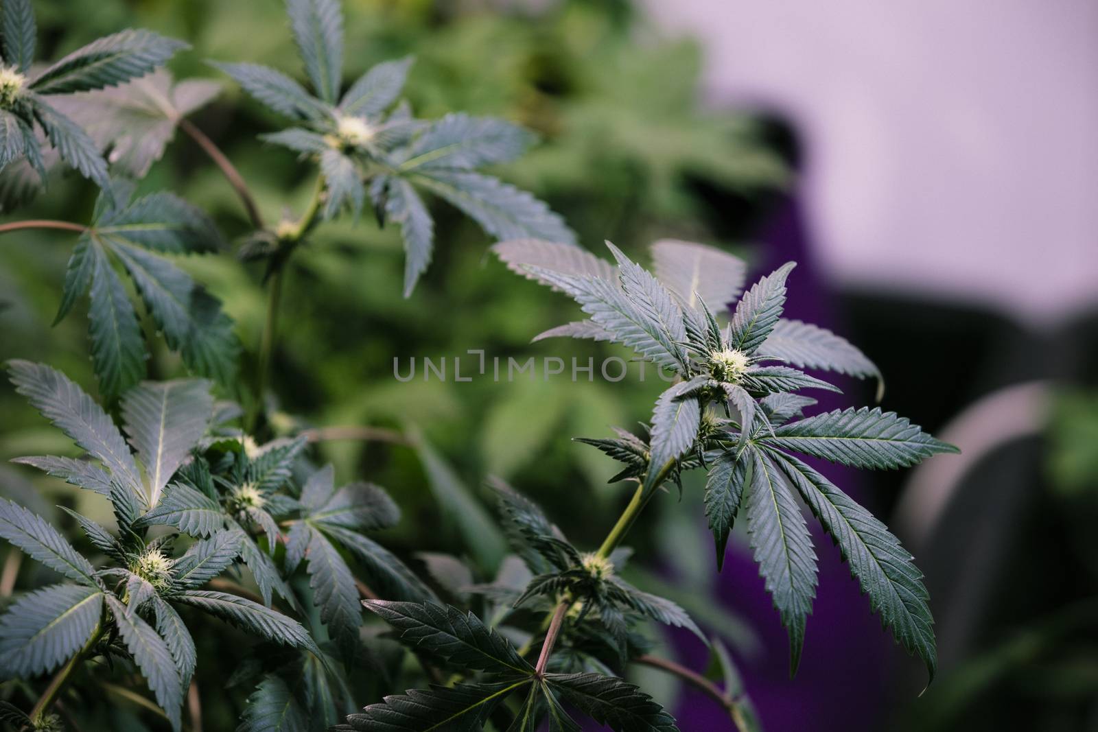 High angle view of cannabis marijuana leafs by Nemida