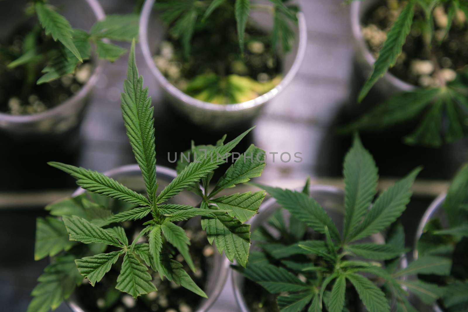 Marijuana Cannabis Plants in pots by Nemida