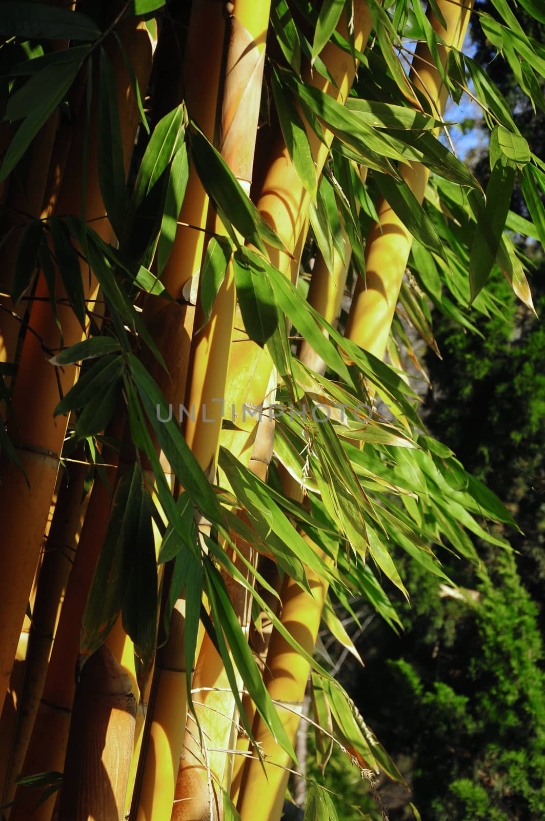 Bamboo groves with yellow stems and green leaves