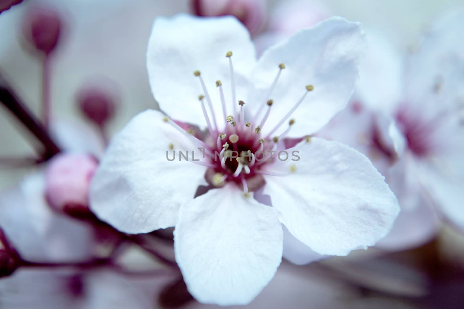 The cherry blossom in budding season