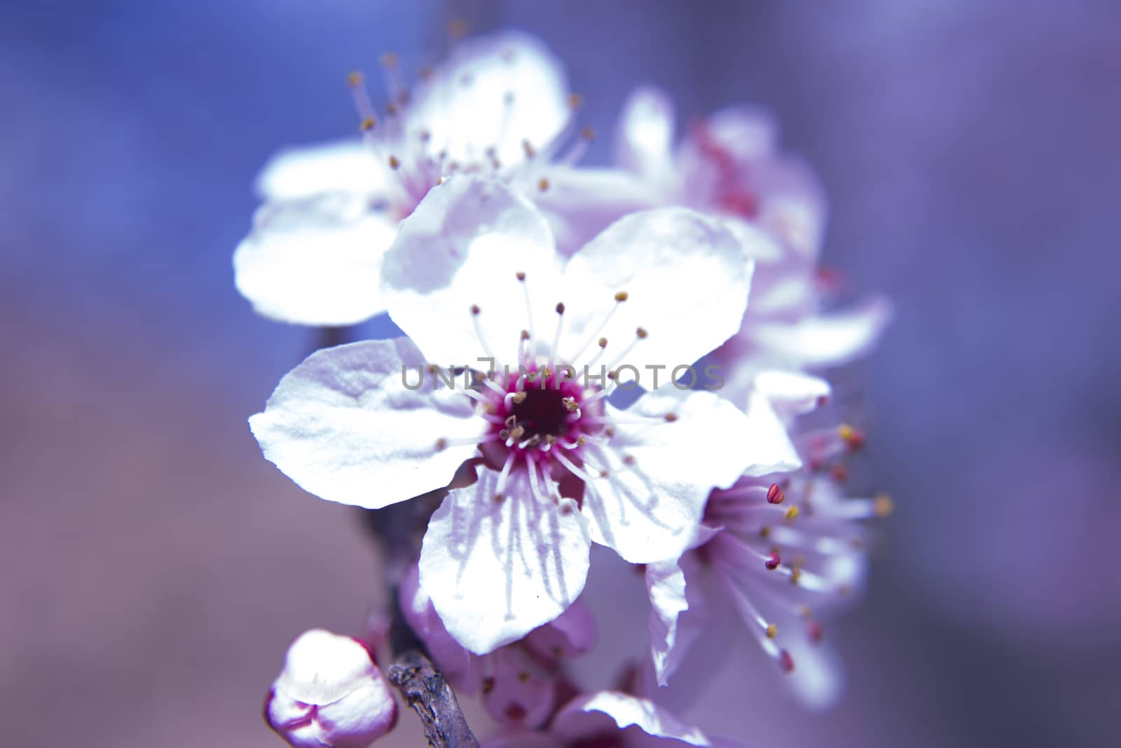 The cherry blossom in budding season