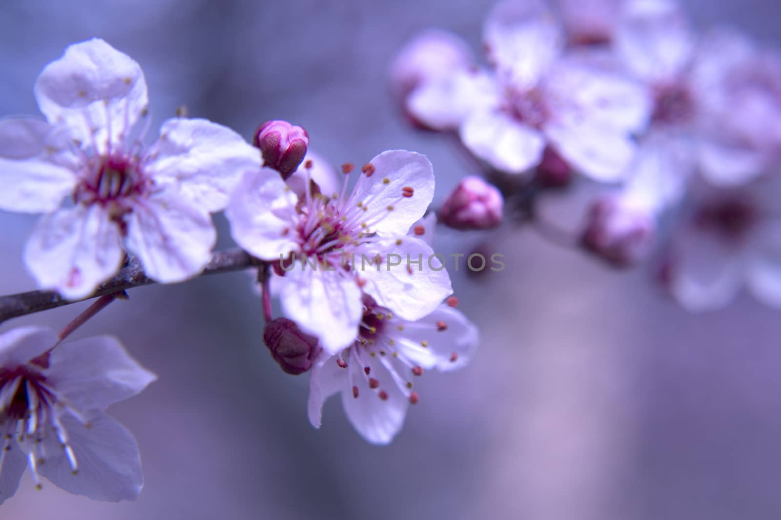 The cherry blossom in budding season