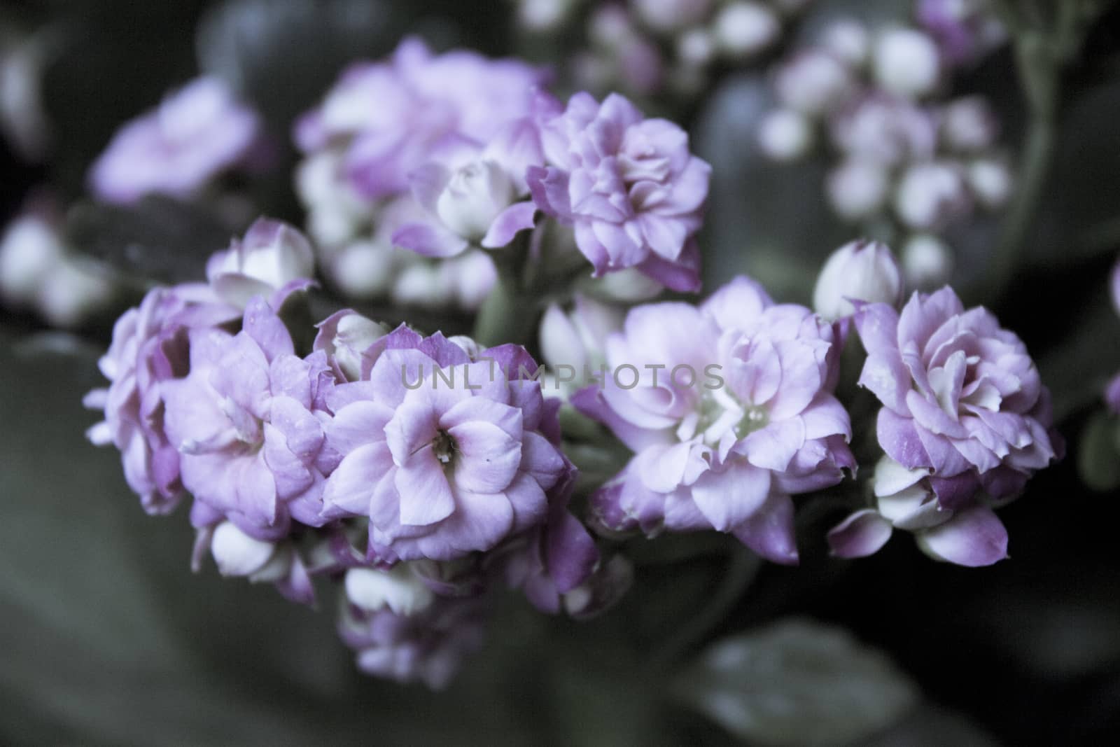 Flowers freshly flowered and about to flower