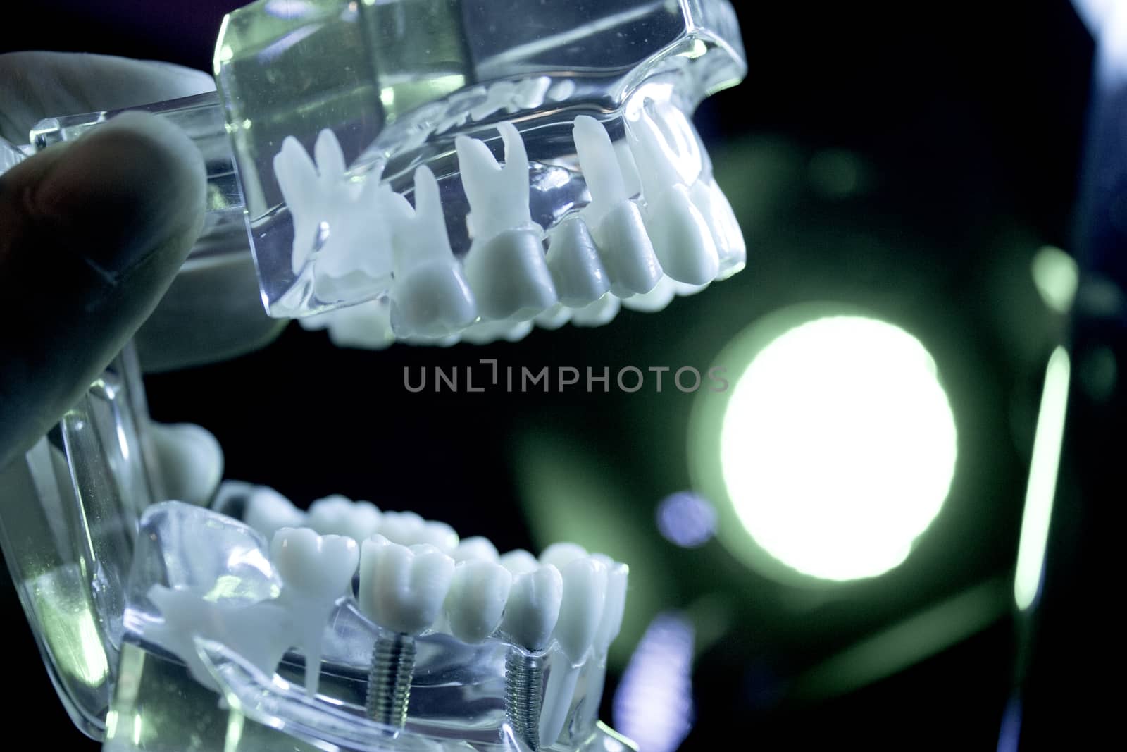 False model of human denture