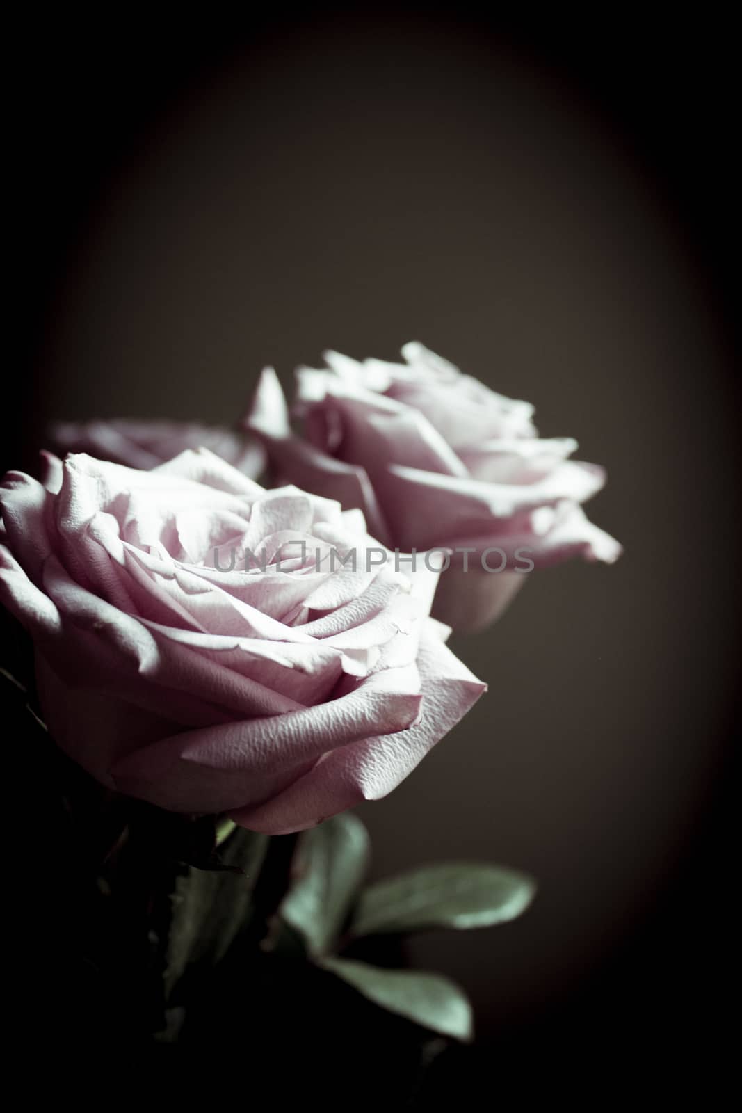 Pink lilac flower on dark background.