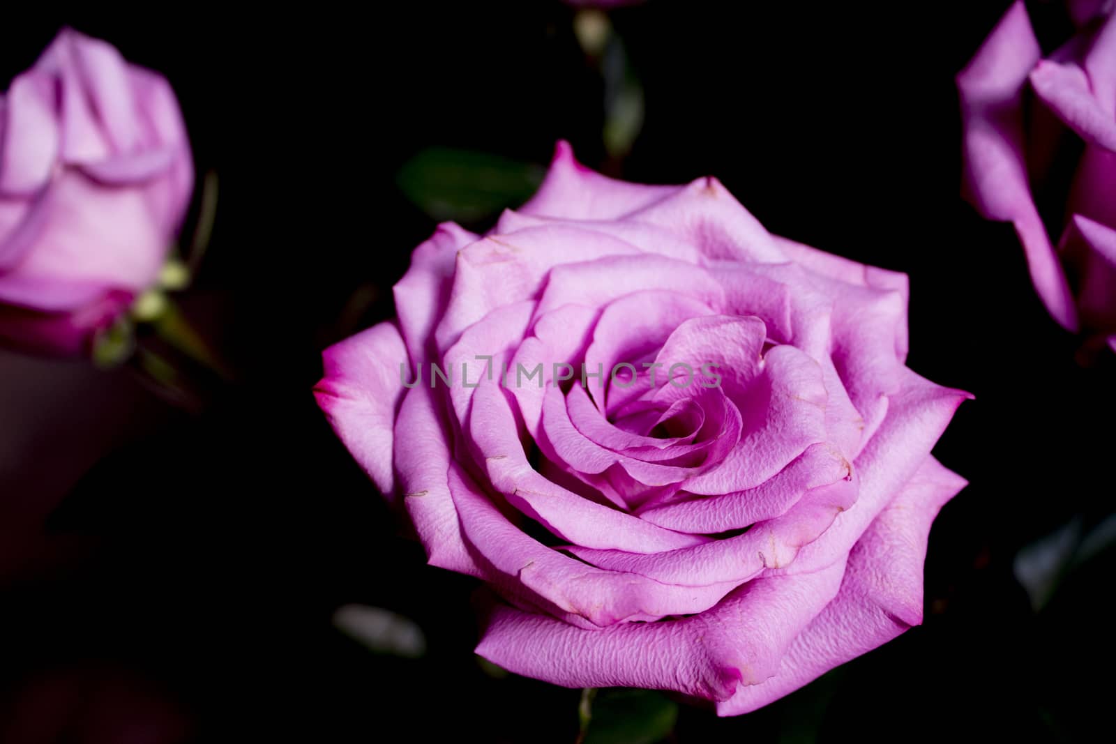 Pink lilac flower on dark background.