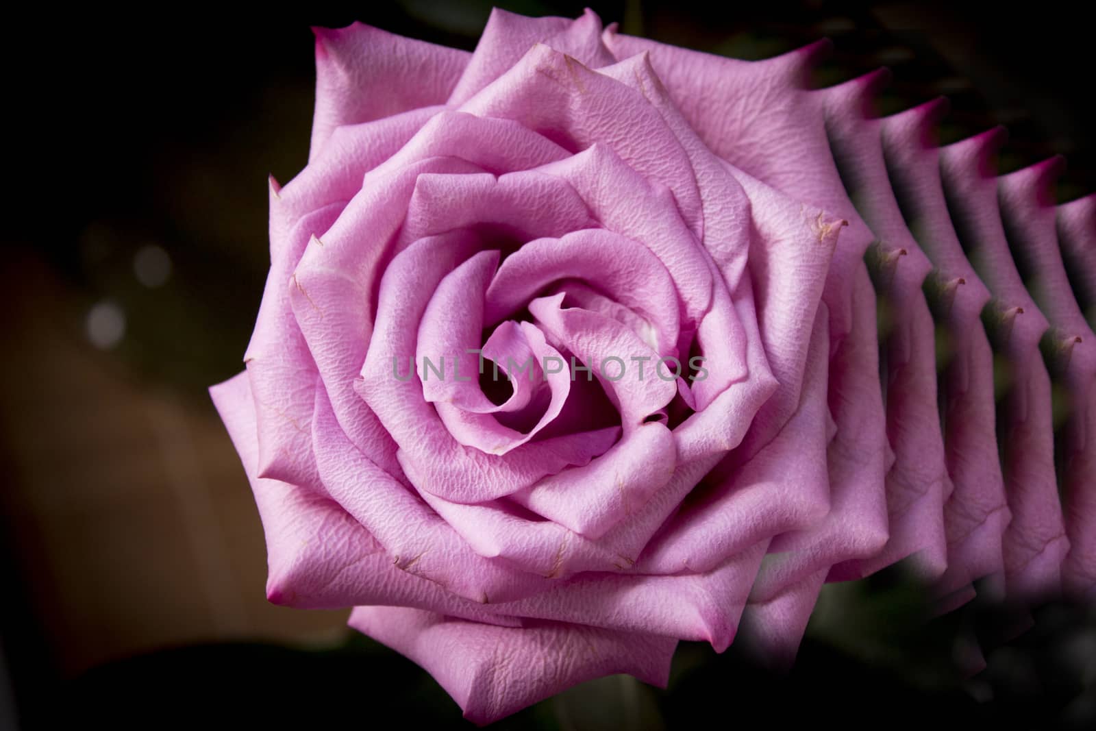 Pink lilac flower on dark background.